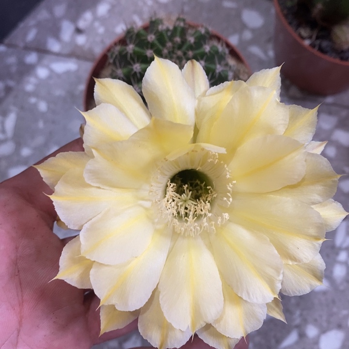 编号21摘花脱土发货