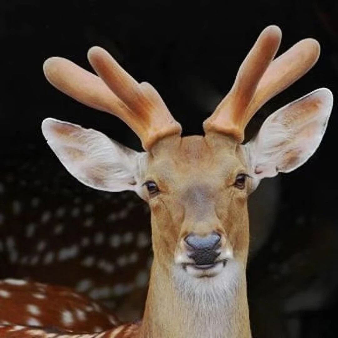 新鲜鹿茸 鹿乡镇产地直发  鹿茸