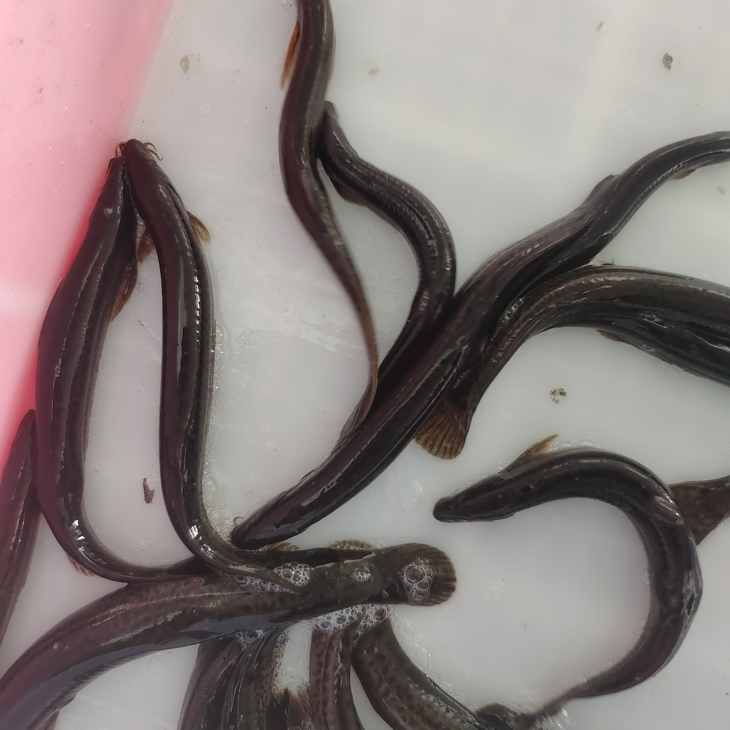 不包活大泥鳅鱼5斤（大小不一建议者慎拍）