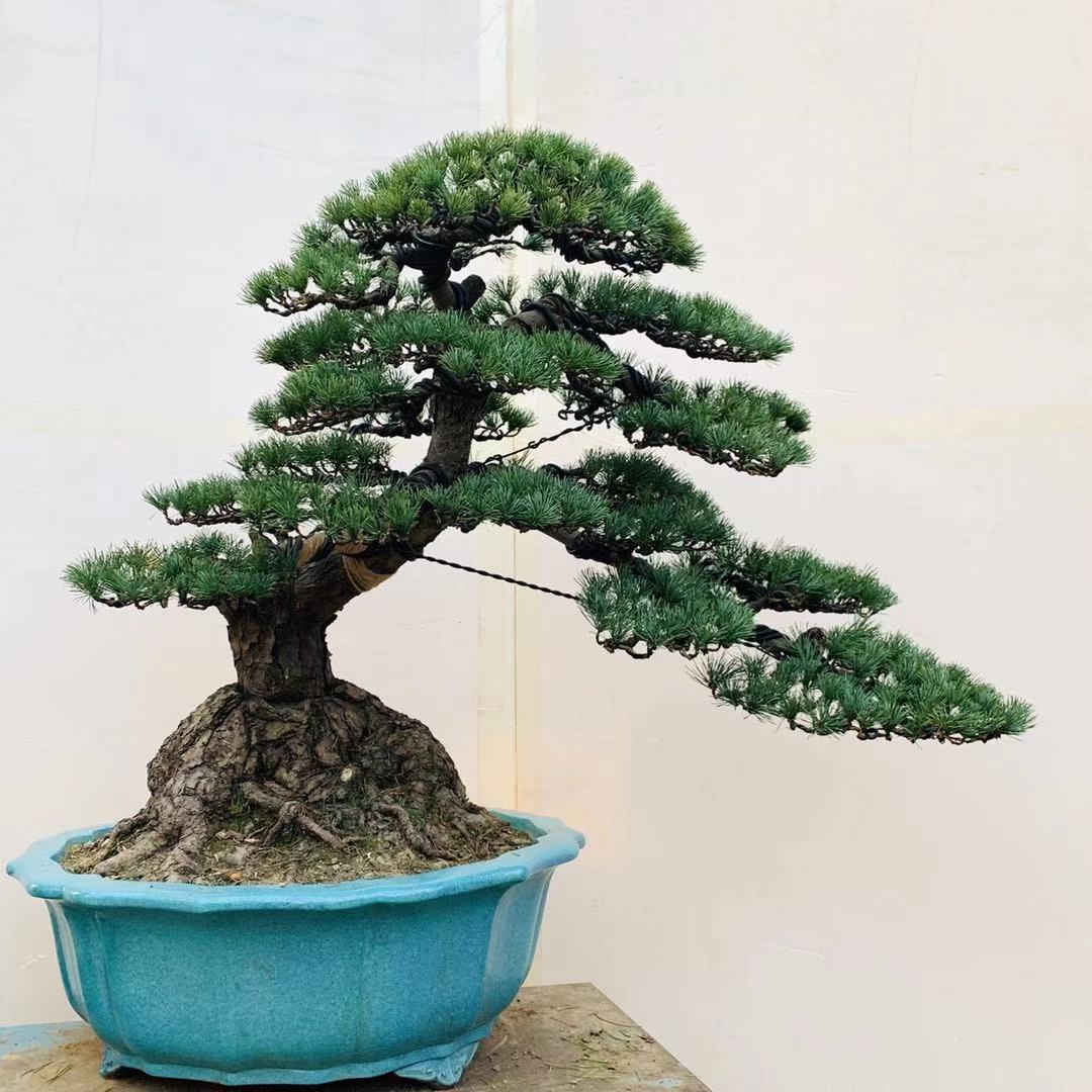 树韵阁高端简单精品盆景植物黑松