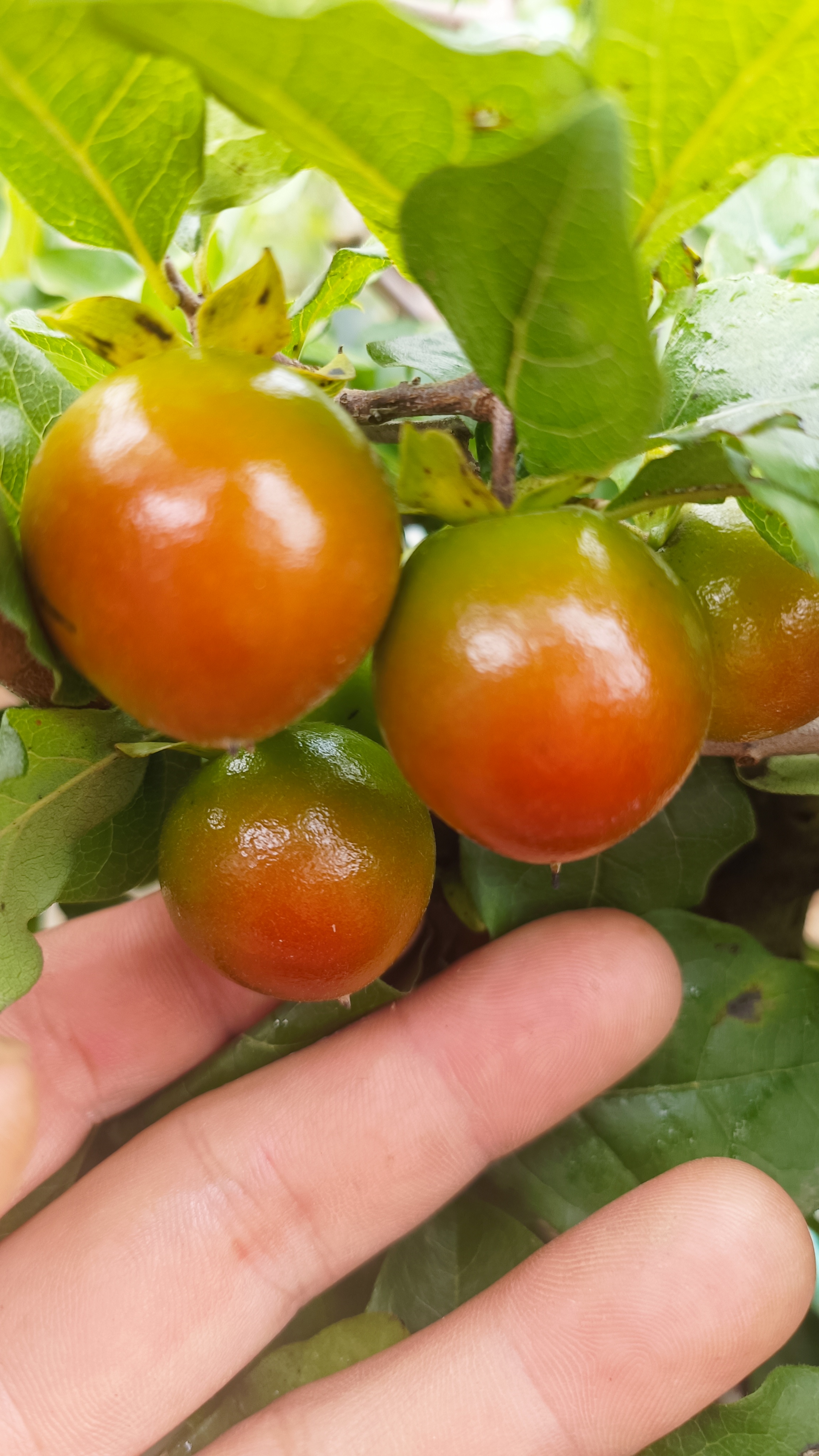 老鸦柿盆景盆栽直播专用