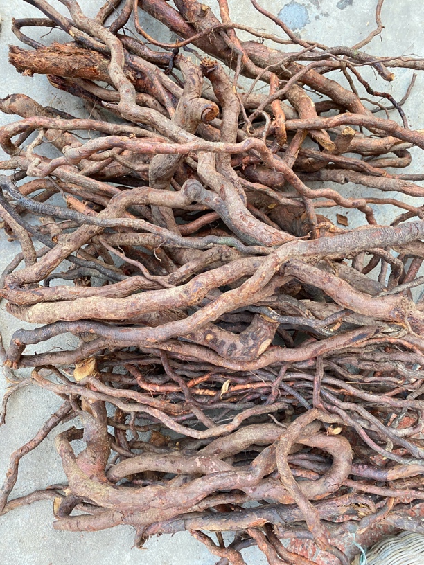 自挖野生金樱子根百分百野生