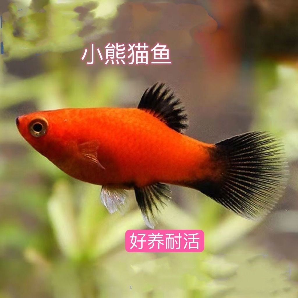 精品熊猫鱼好看好养胎生鱼红色中国红月光鱼热带观赏鱼小型熊猫鱼