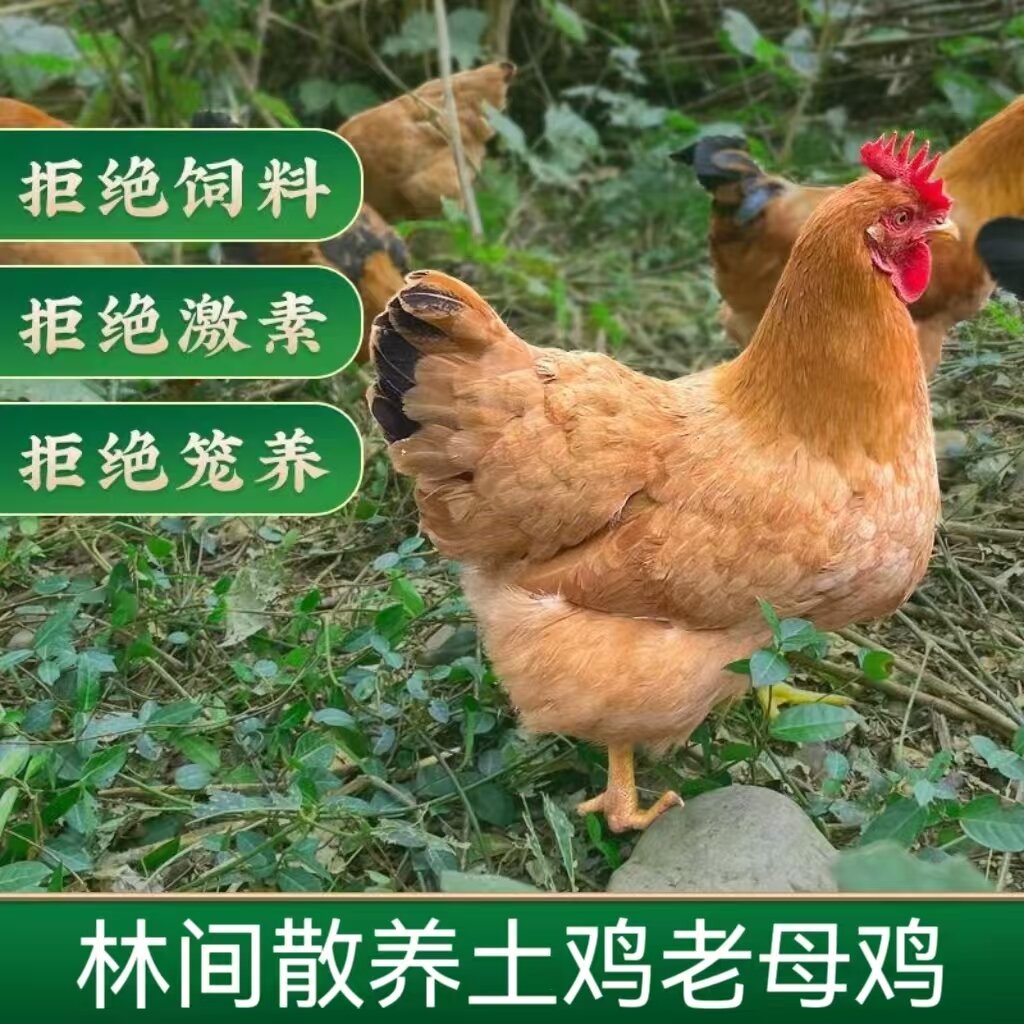 【二龙山】放养土鸡老母鸡  发4只净重共8斤  带内脏