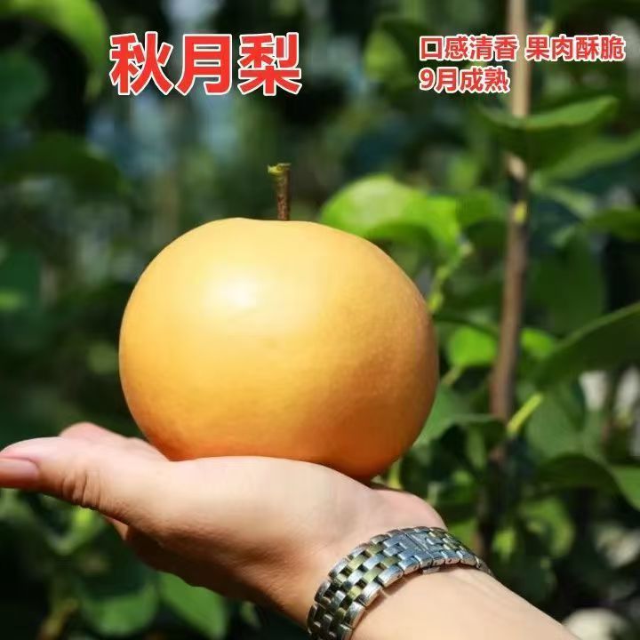梨树苗秋月梨皇冠梨南北方种植盆栽地栽