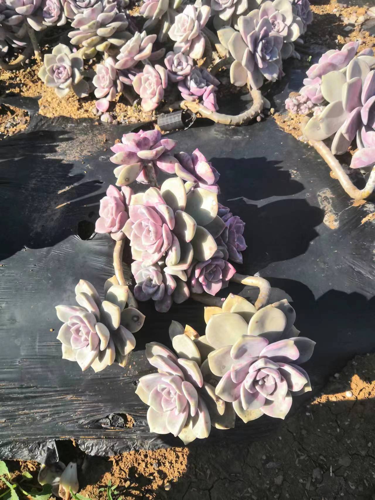 挚爱 外播地栽紫乐【叮叮】  多肉植物【轻微断枝不售后】 庭院美观