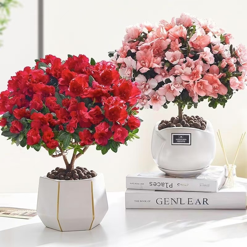 杜鹃花 精品大苗