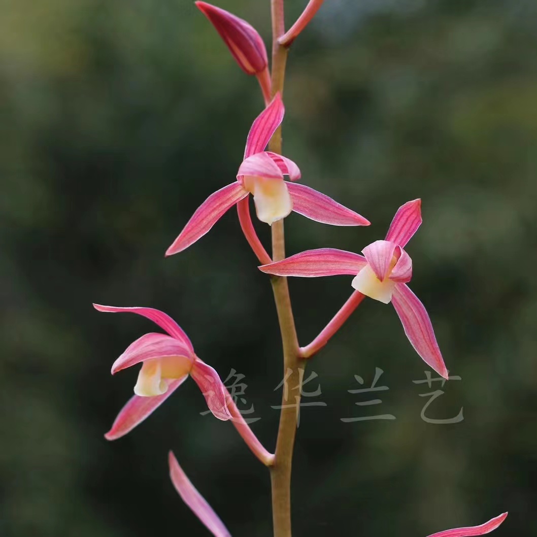 八大国兰之一墨兰，精品墨兰彩素《江山美人》纯仔苗特壮苗