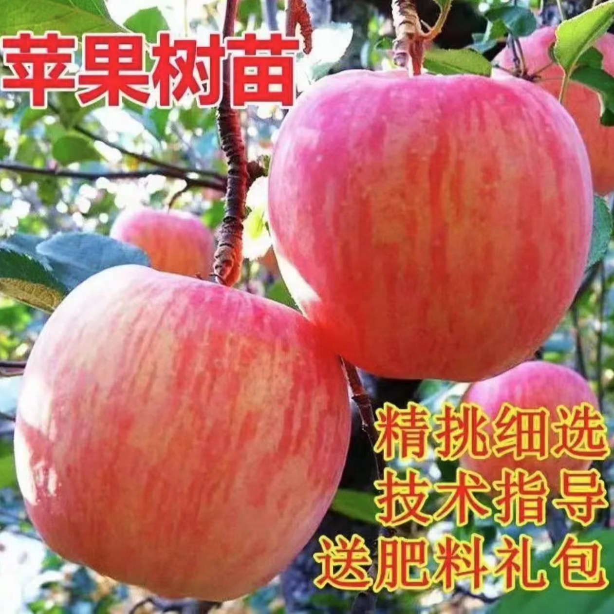 正宗苹果树苗嫁接特大红富士南方种植地栽庭院耐寒苹果树苗结果