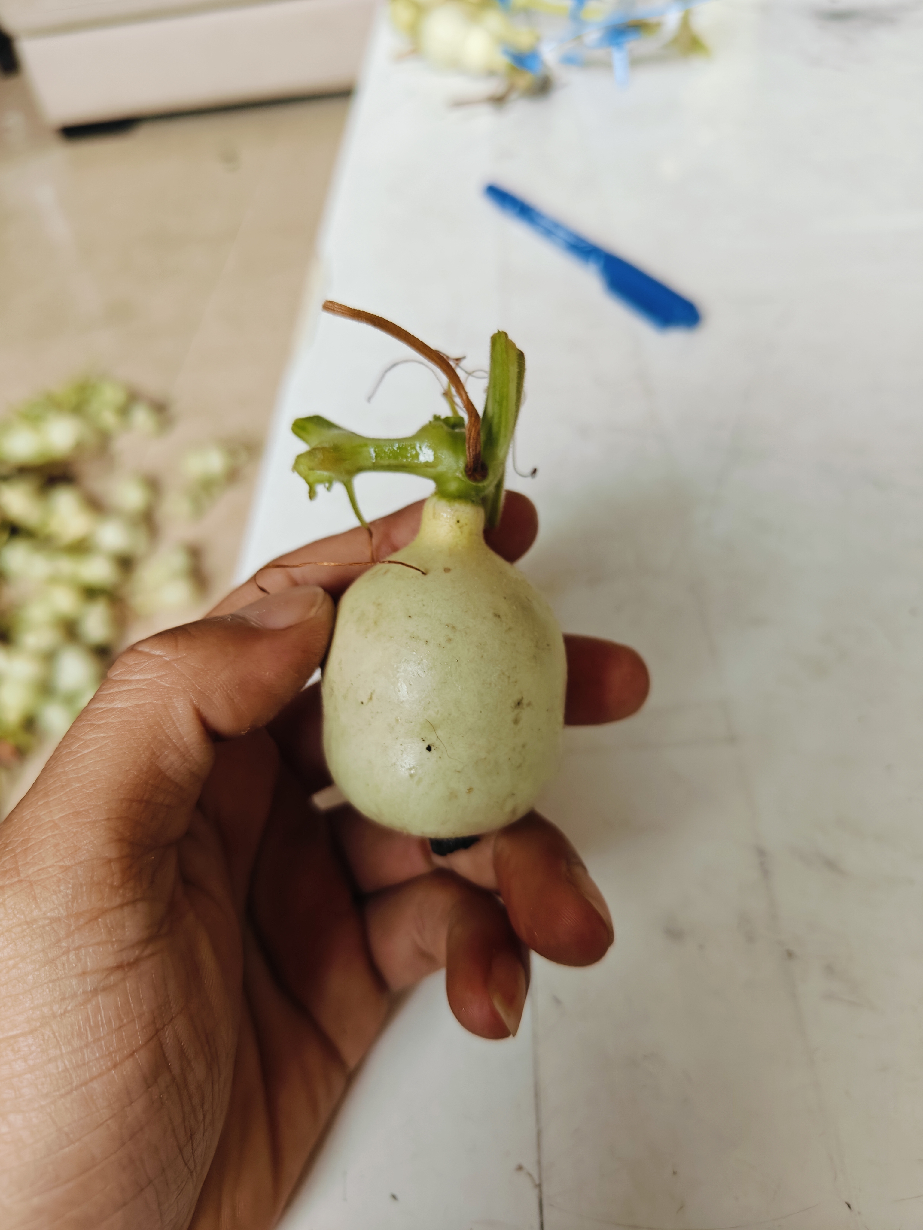 青皮八宝自己打皮