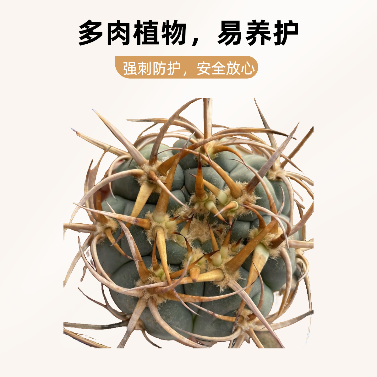 精美仙人球渡边光淋玉多肉植物盆栽，一物一拍，下单包邮，脱土发货