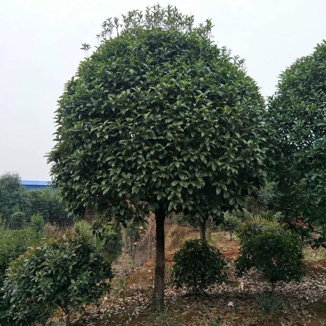 桂花树苗大树5-12公分金桂丹桂四季桂桂花树盆栽庭院地栽室内外种