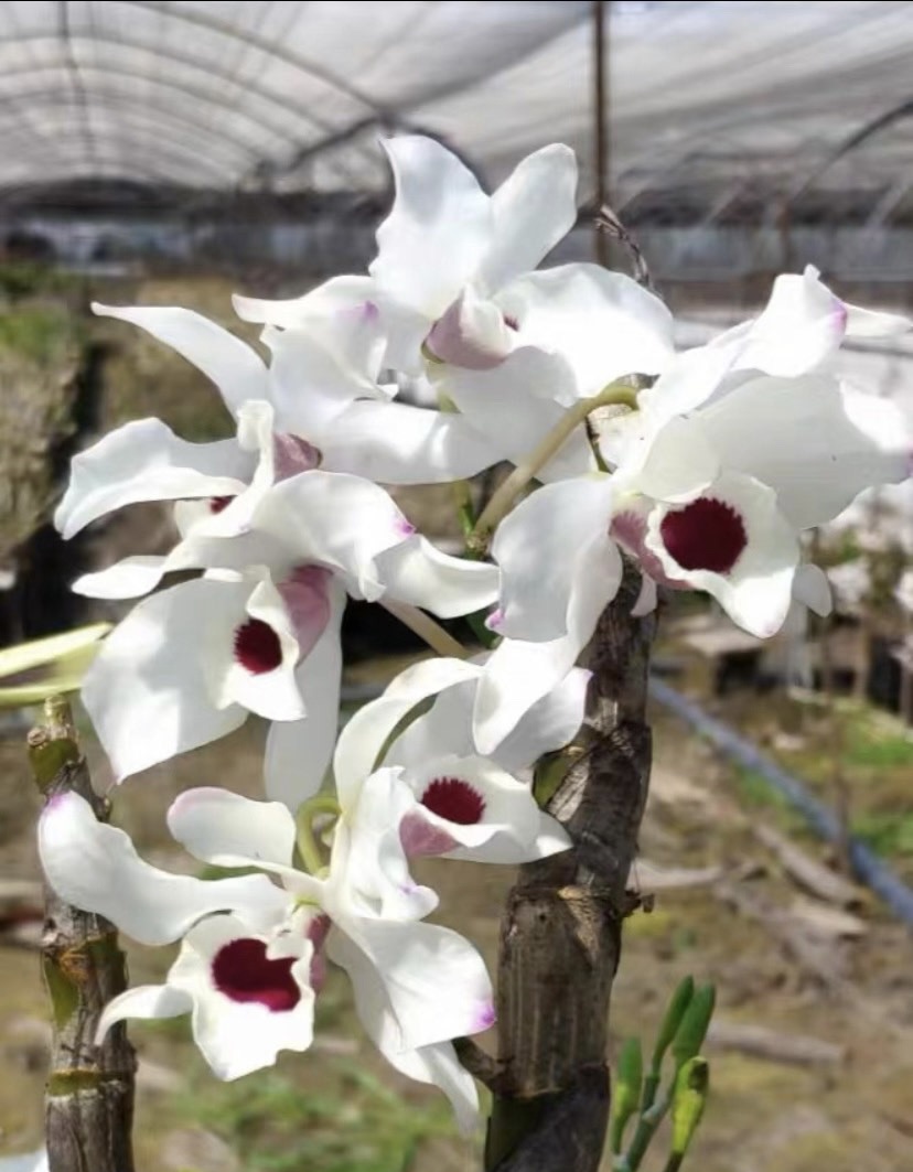 桌面绿植，多种石斛品种，好养活。盆栽，球花，垂吊植物