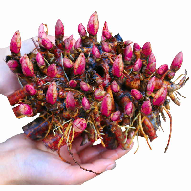 芍药根块庭院花卉四季开花种球芍药花苗带芽室内盆栽室外阳台植物