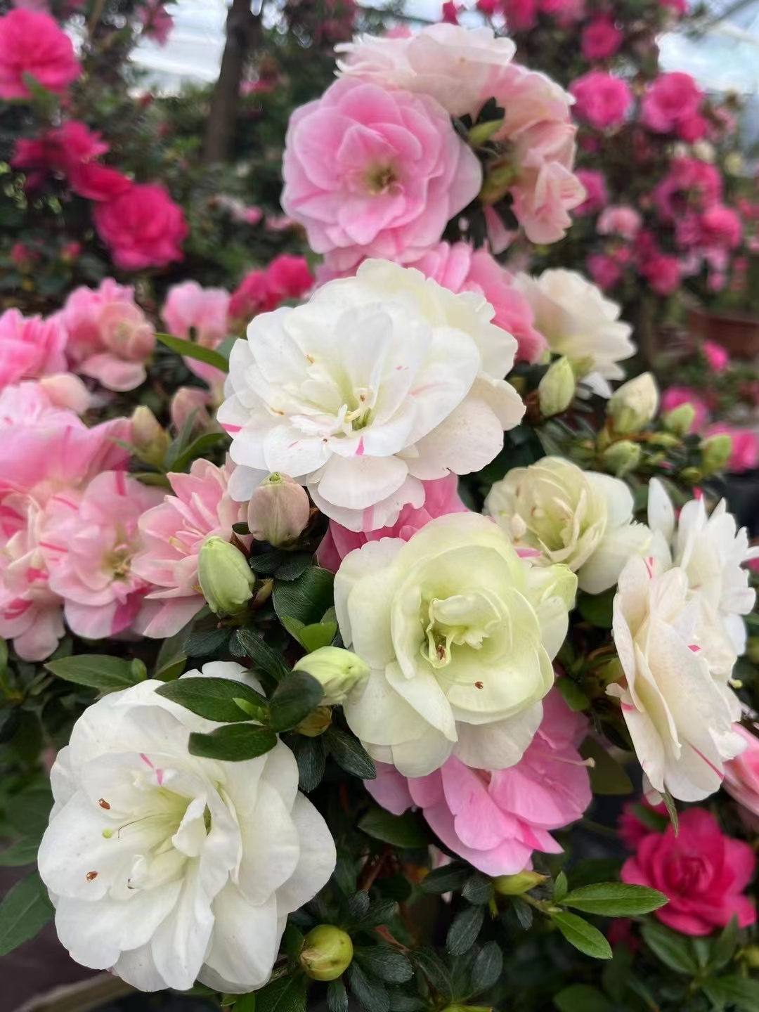 杜鹃盆景夏季冬季盆栽粉色橙红色