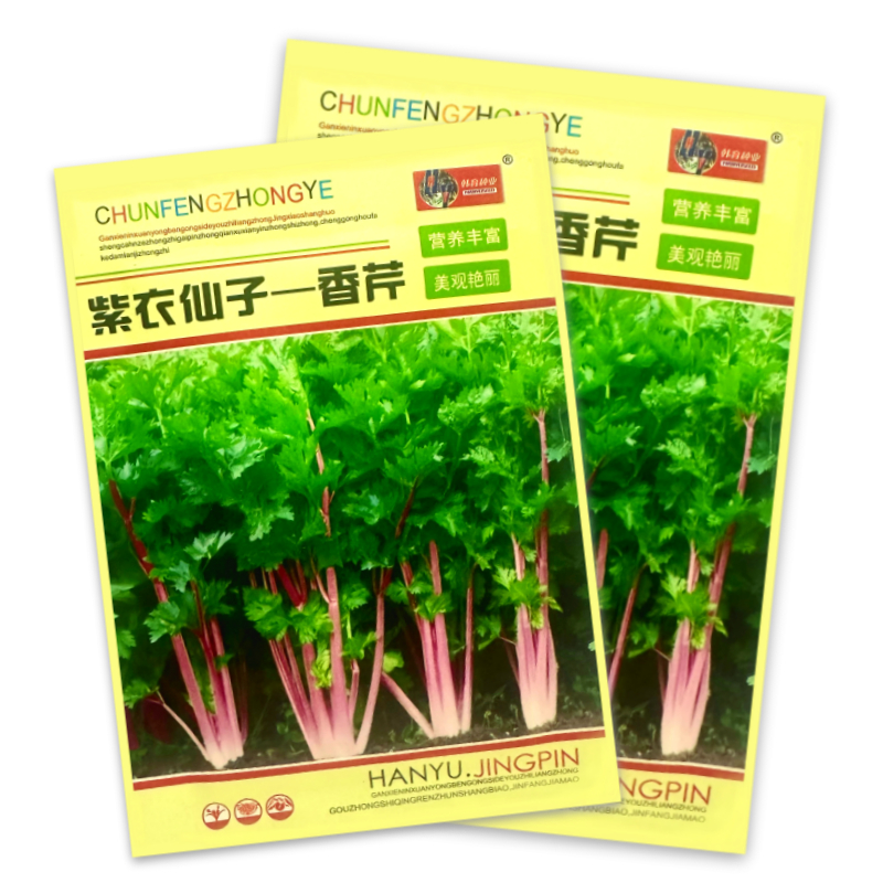 四季小香芹种子西芹白芹红芹菜种细梗四季蔬菜种菜种子盆栽芹菜籽