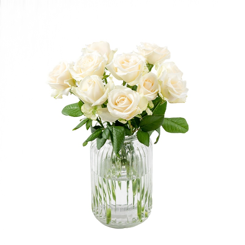 【日落雪山】白玫瑰 10枝