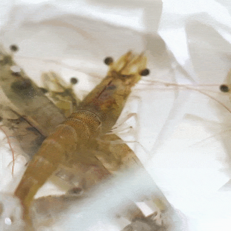 鲜活对虾（18-28只）350g大虾同城送