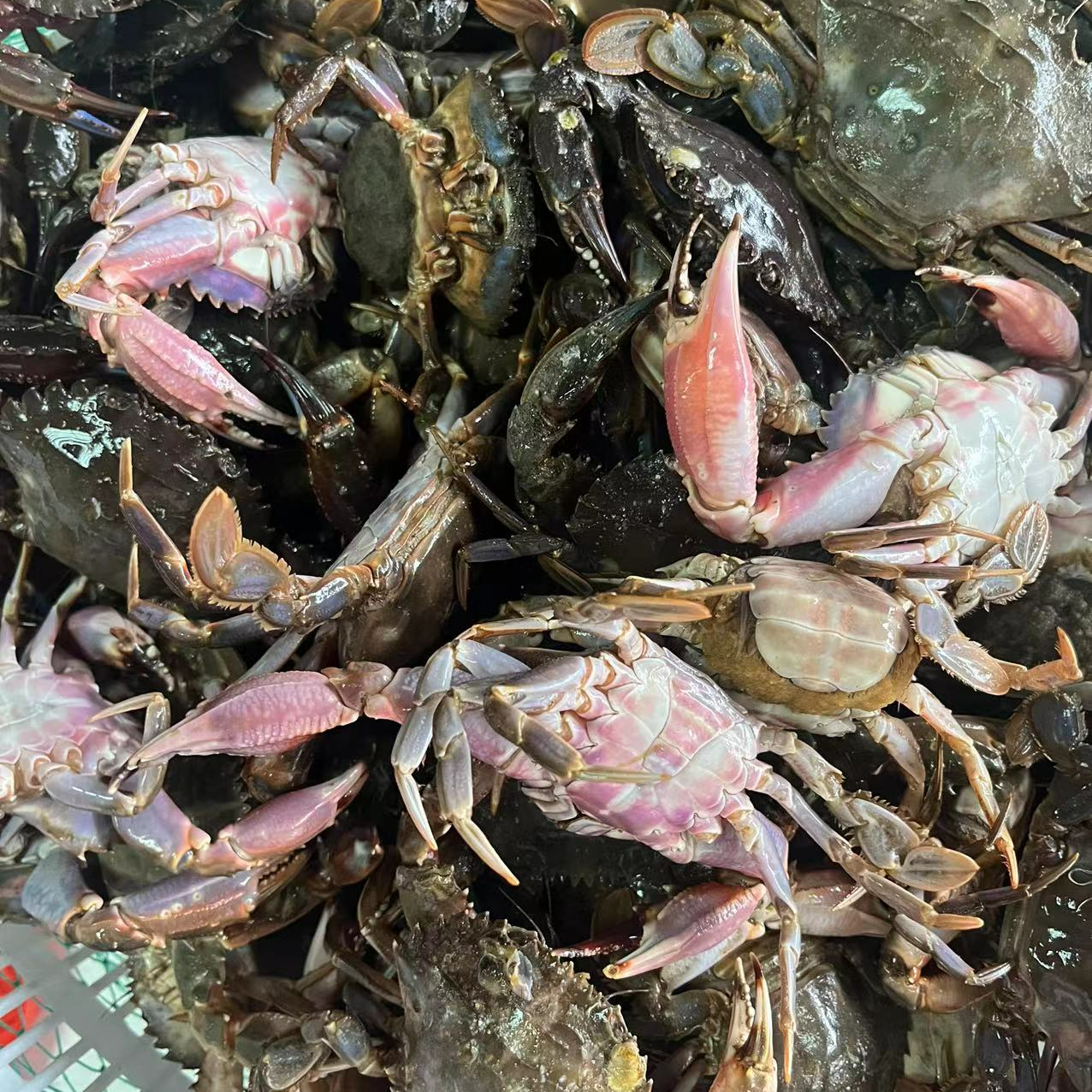 海鲜以直播现场称为准 （红腿全肥）