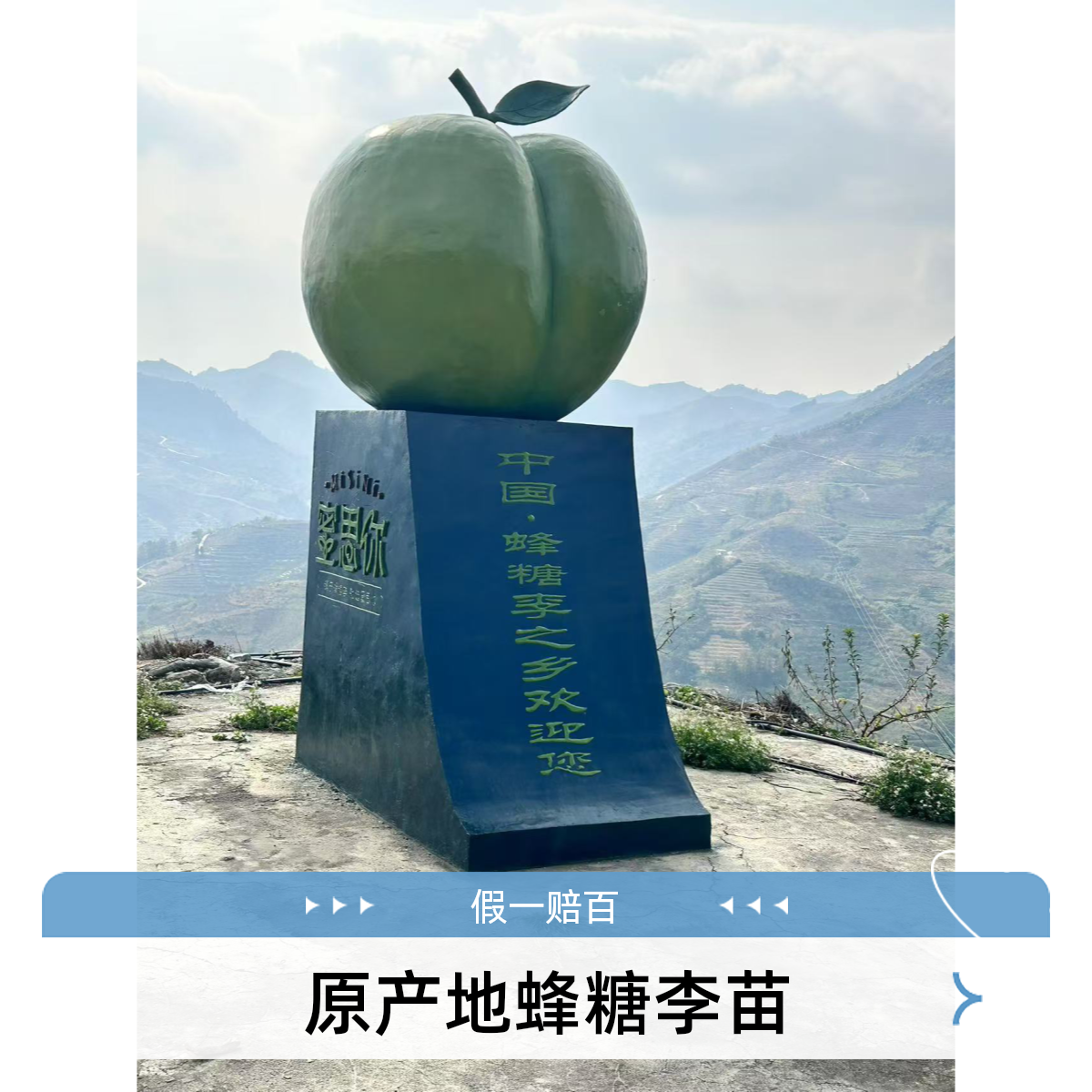 贵州六马蜂糖李苗现挖现发原产地发货