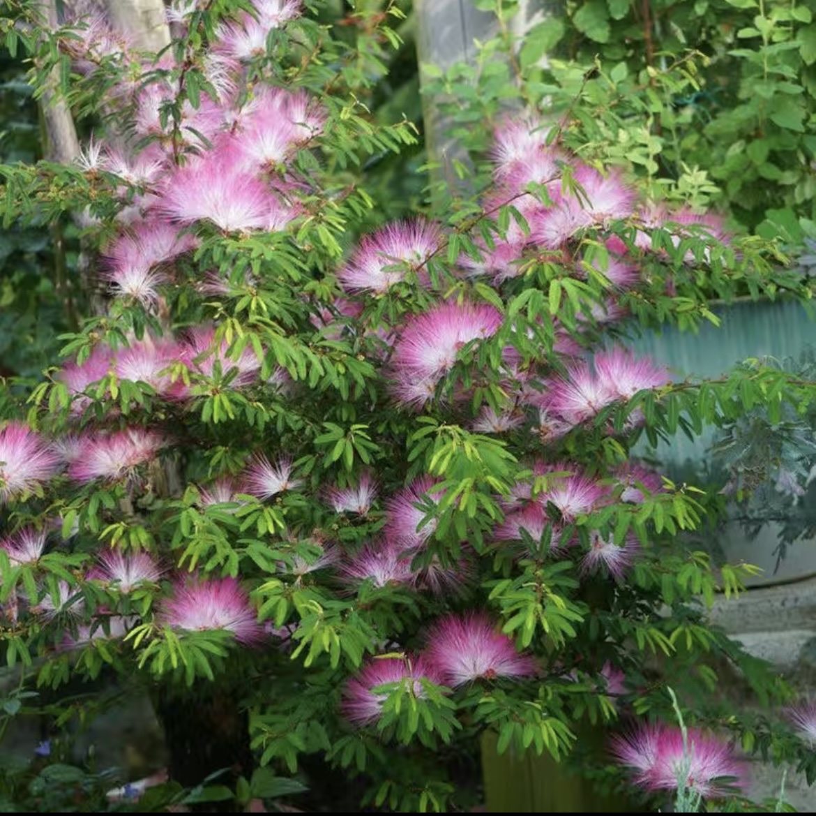 【香水合欢姬合欢】盆栽花苗庭院常绿观赏性高细叶粉扑花盆造型