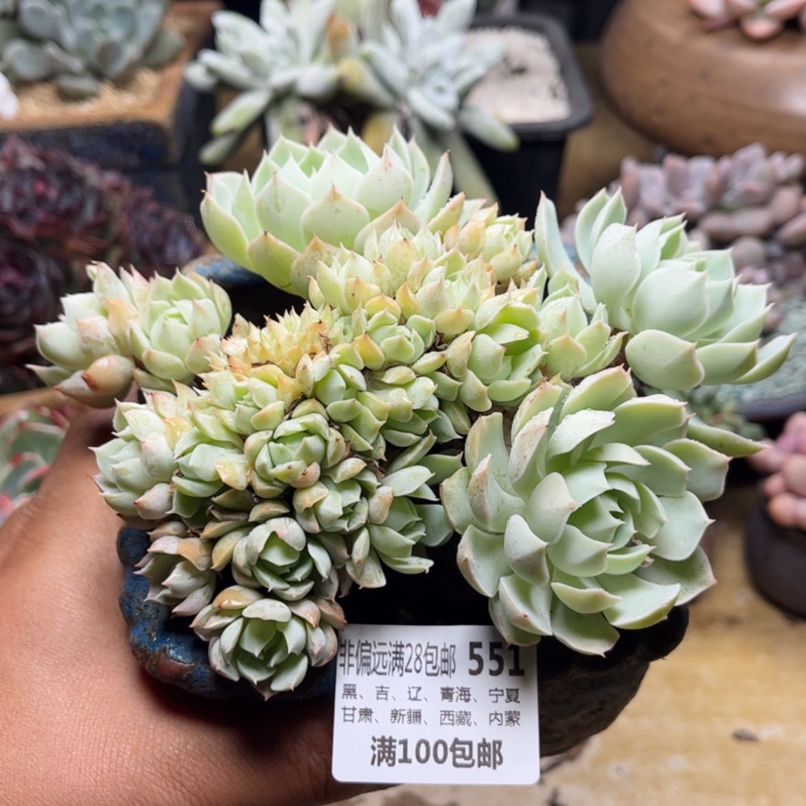 【闪购商品】551缀化