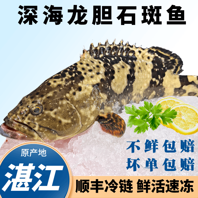 (石斑鱼)2.8斤到手4条龙胆珍珠斑海鲜深海老虎斑新鲜活速冻锁鲜