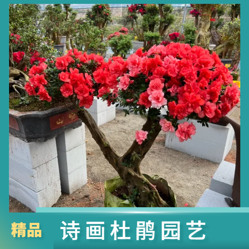 杜鹃花多季开樱桃红盆栽地景好养易活基地直发