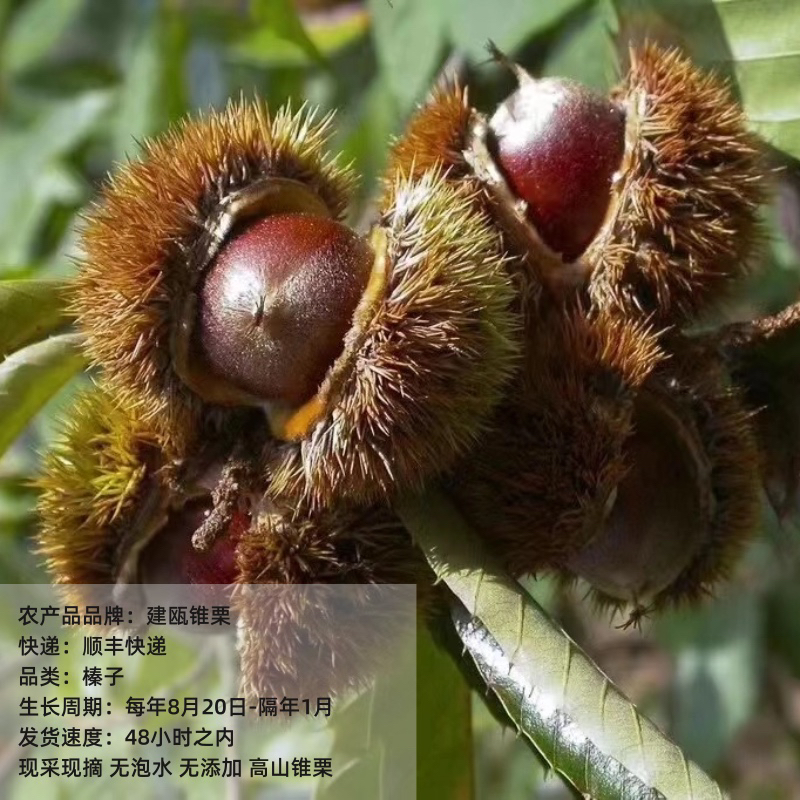【25年新鲜锥栗 】建瓯锥栗 新鲜老树锥栗  高山锥栗 当天采摘