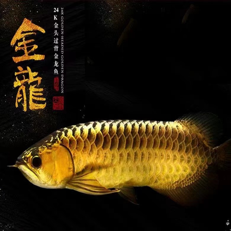 古典蓝底过背高背练手金龙鱼印尼辣椒超血红龙活体鱼苗