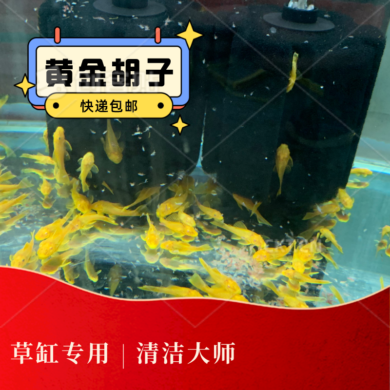 【入缸不包损】黄金胡子鱼红眼蓝眼黄金胡子鱼异形胡子鱼清洁鱼缸