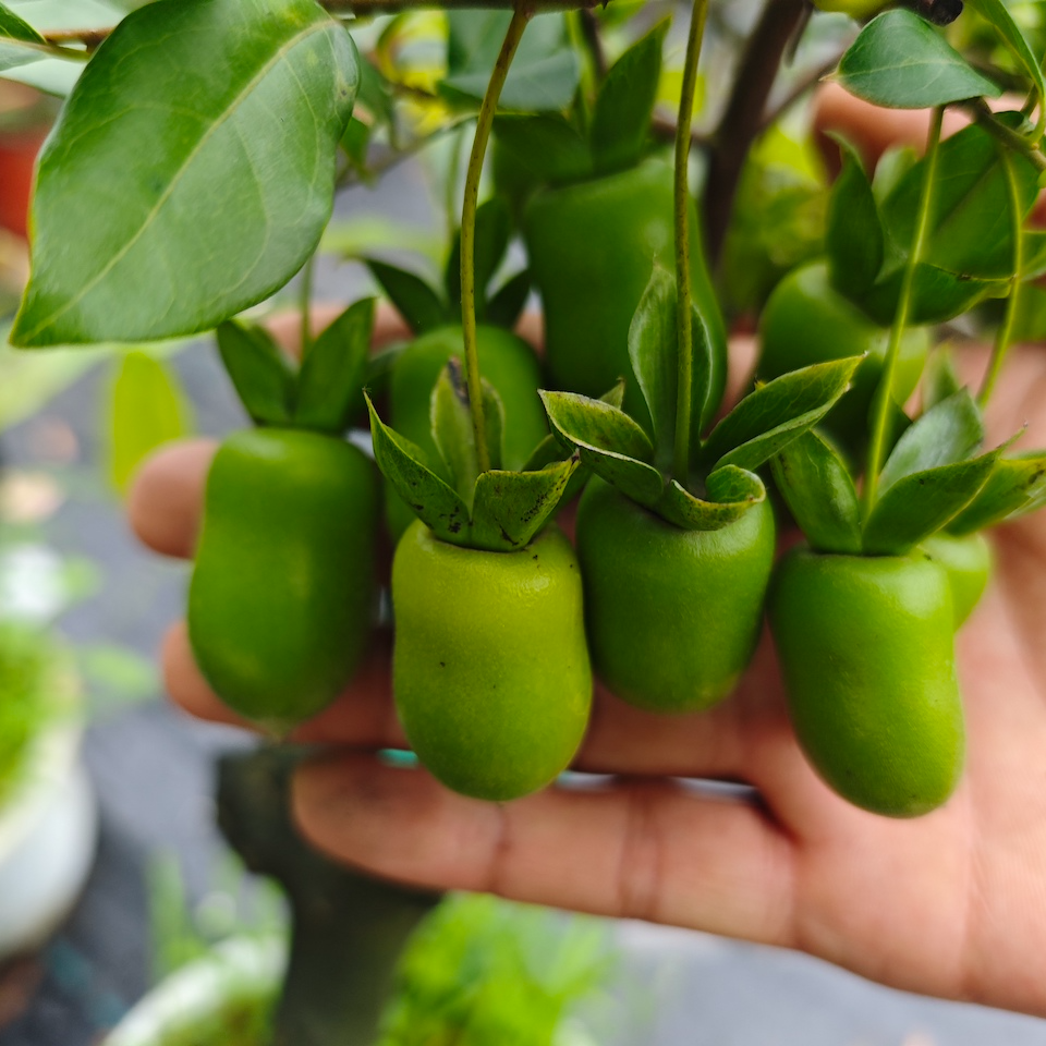 大表哥金弹子盆景直播定向50-688误拍默认发果子