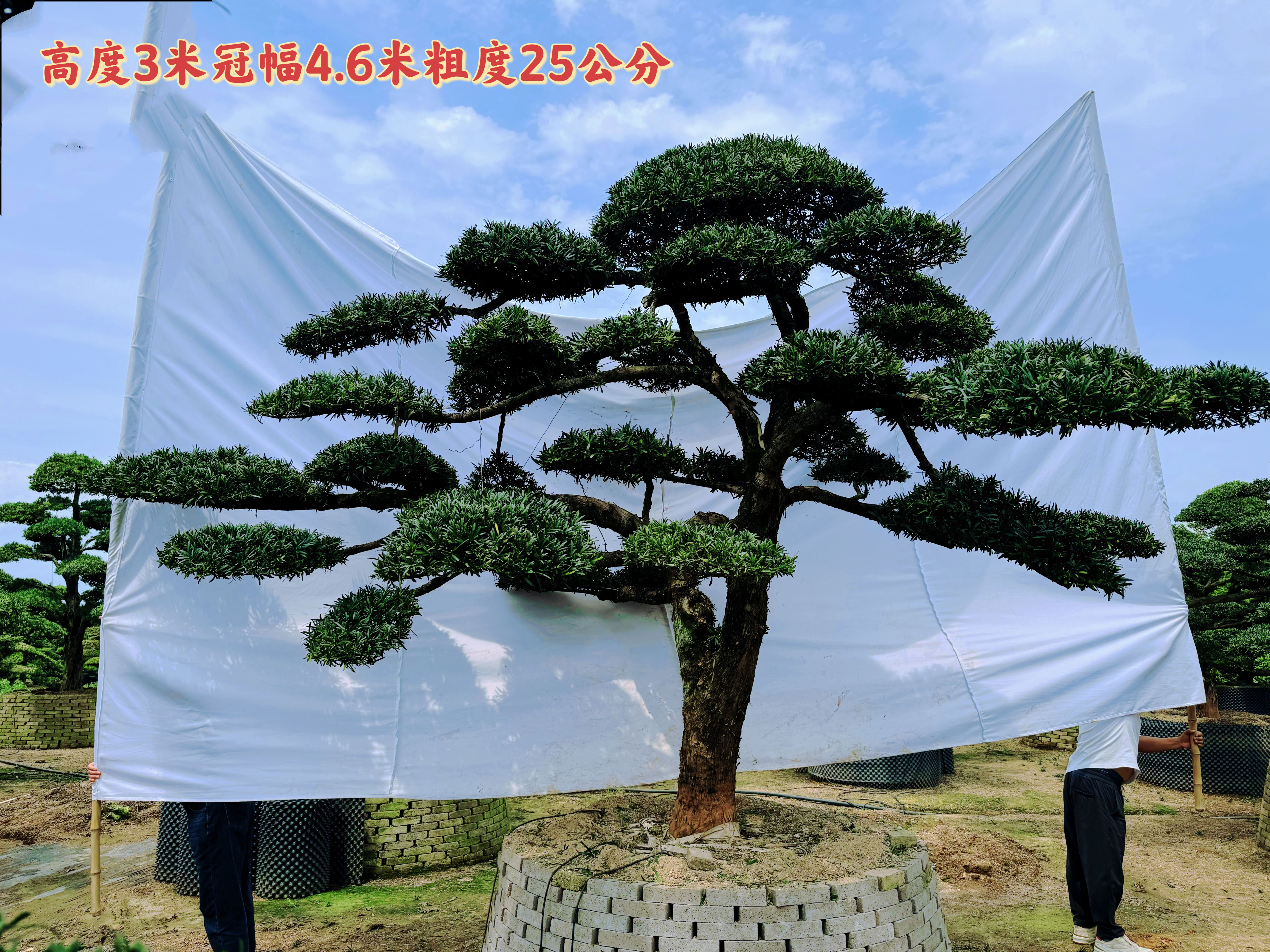 大型罗汉松园艺盆景盆栽植物四季常青绿植庭院台湾金钻迎客松