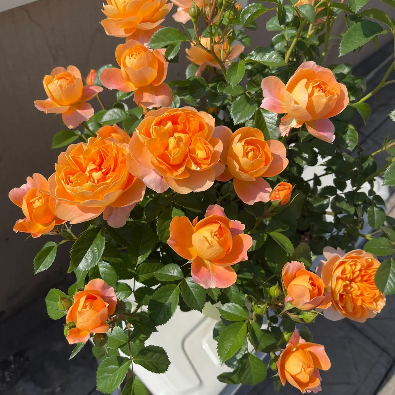 【果汁阳台】180大盆果汁橙色大花月季阳台庭院