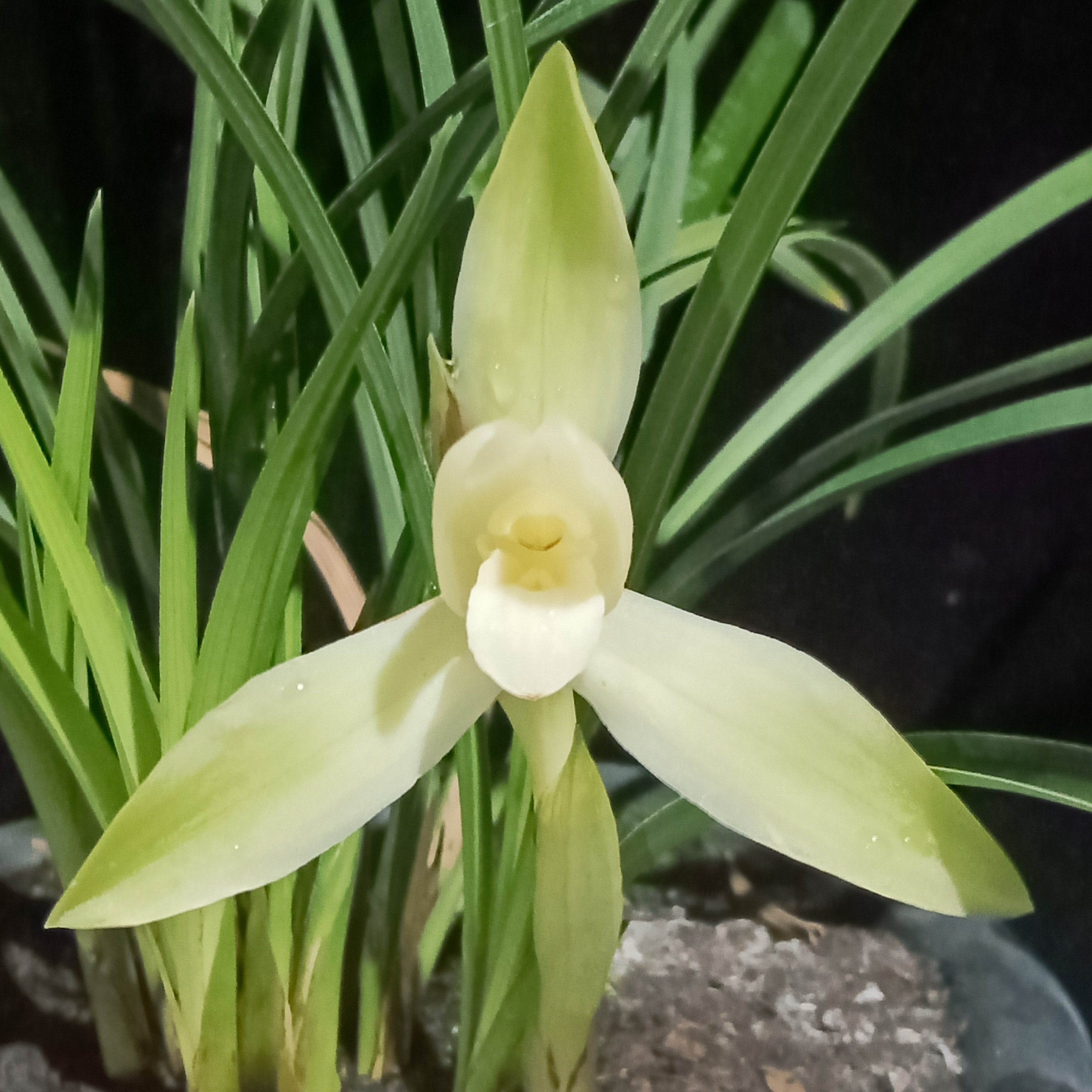 惠水县乐可花卉种植场