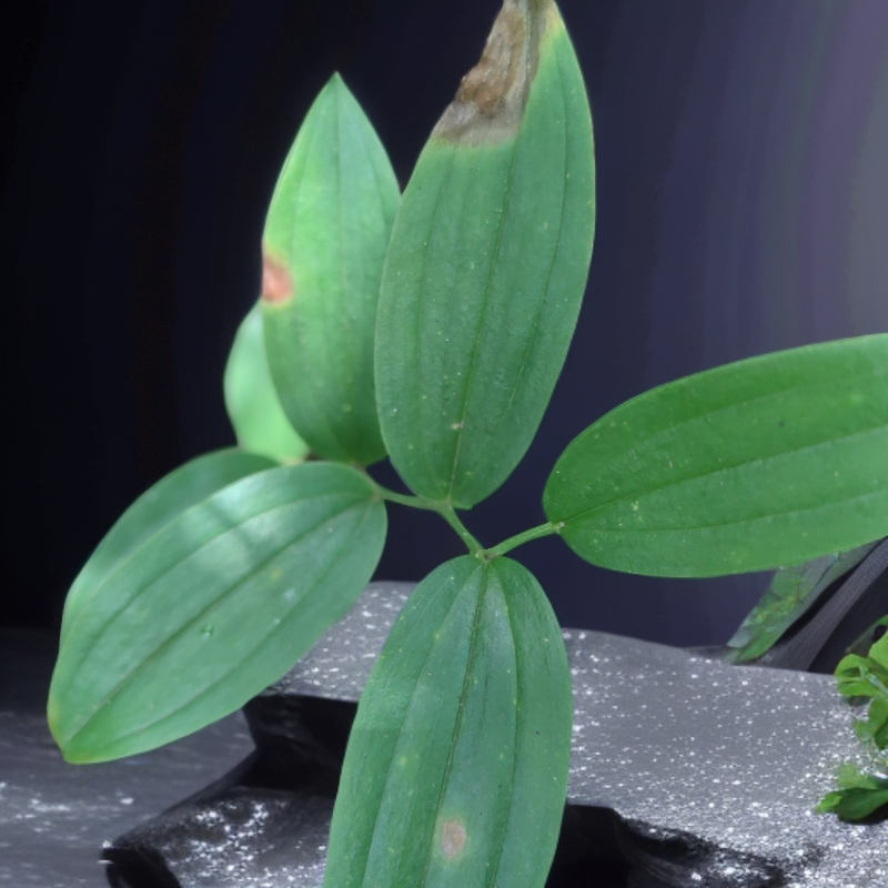 回春草一斤天然植物盆栽一物一拍以直播间讲解为准