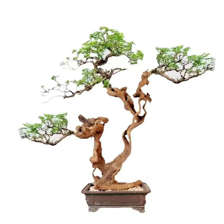 黄荆盆景 一物一拍 微盆景素材绿植花卉美观盆栽 图片仅供参考