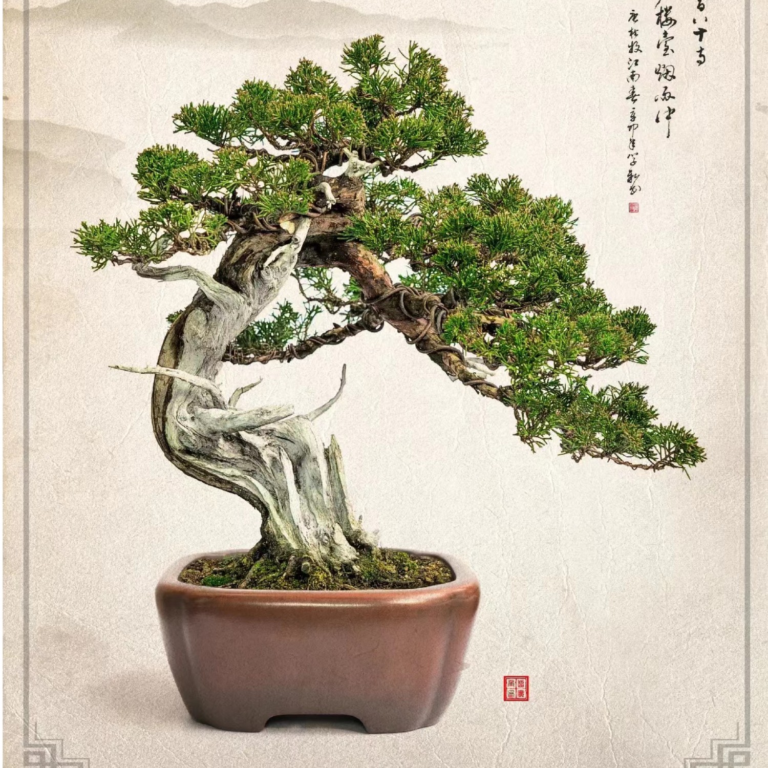 雨墨 罗汉松盆景，米叶 红芽 珍珠罗汉松一物一拍
