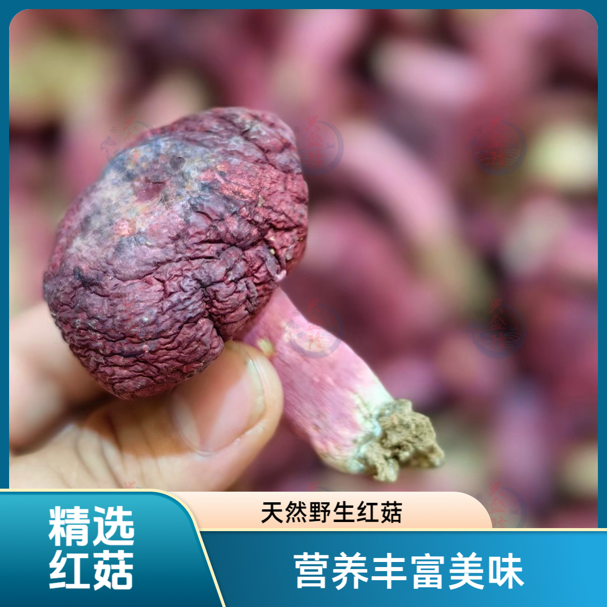 【兴盛隆】精选广西浪水中号红菇