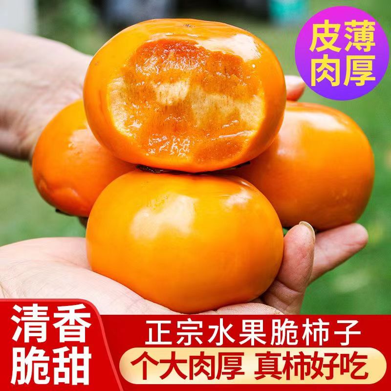 【邮政助农】桂林恭城现摘脆柿 新鲜采摘 冰糖心脆甜柿子 产地直发