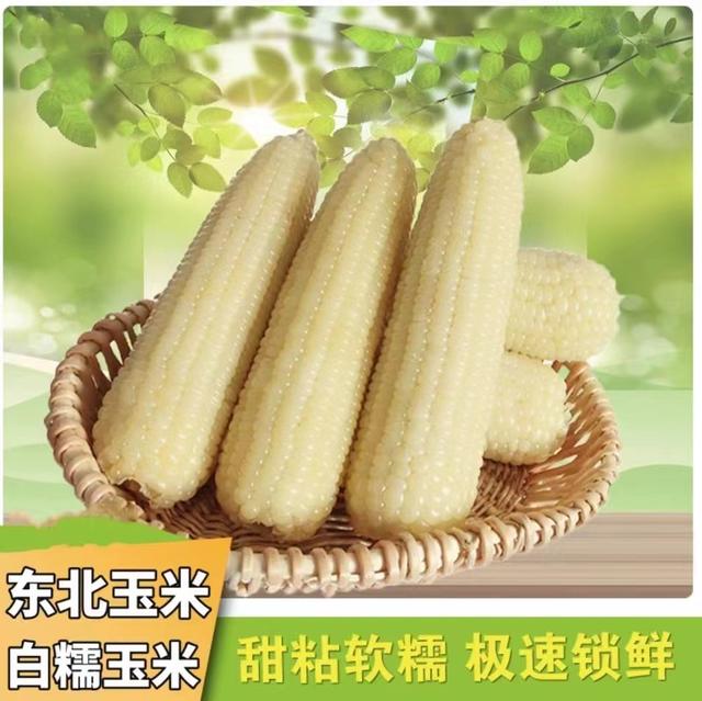 正宗东北白糯玉米软糯香甜250g-300g/根  整箱10棒5.5斤以上