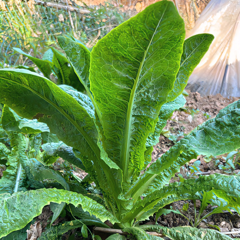 锋娃乡村新鲜土货