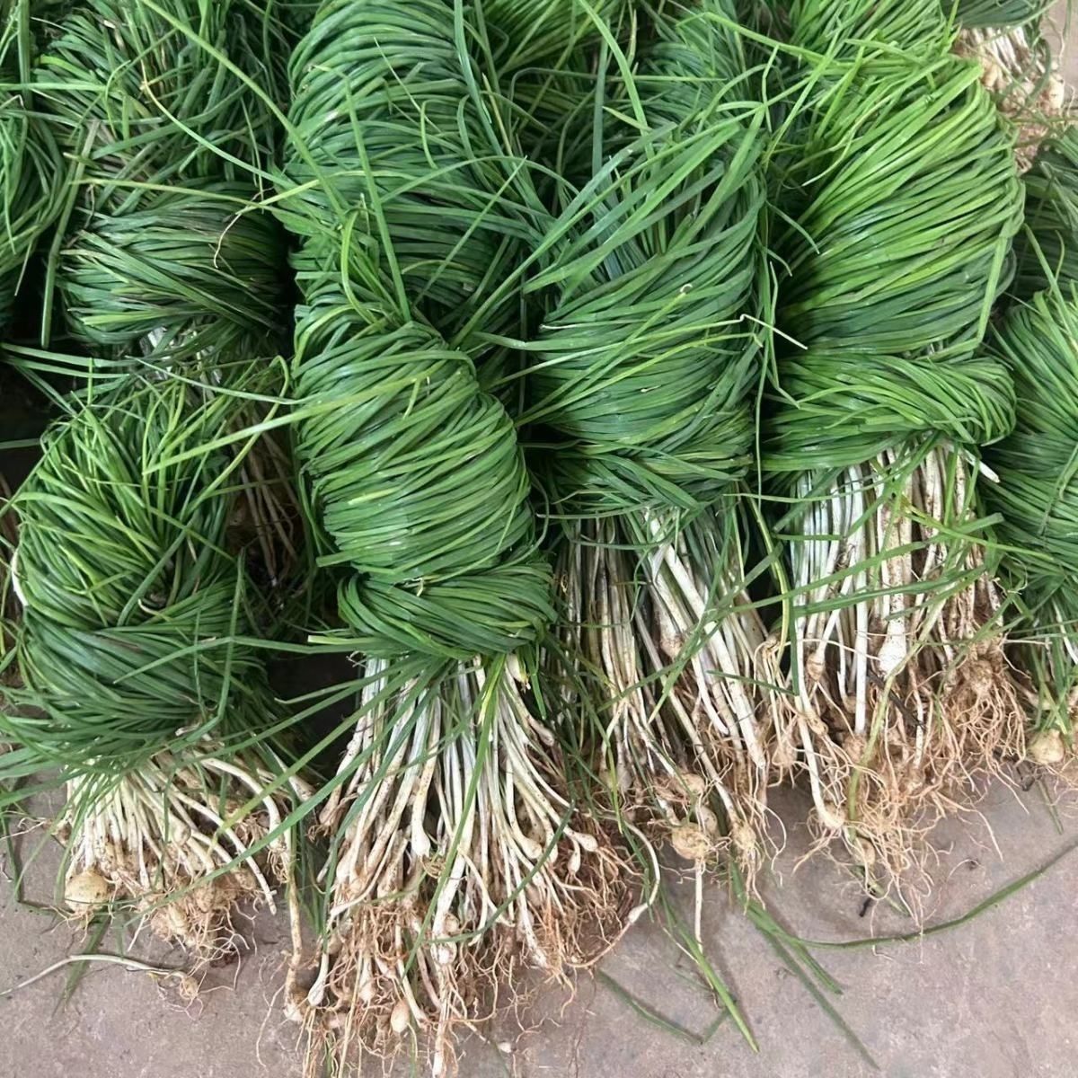 贵州葱新鲜菜深山现挖小根蒜胡葱葱百香葱菜苦2斤包邮绿色浓郁