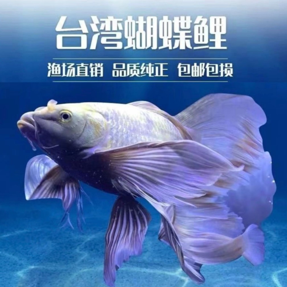 （林婷改价）蝴蝶鲤大尾球体短身活体淡水观赏鱼