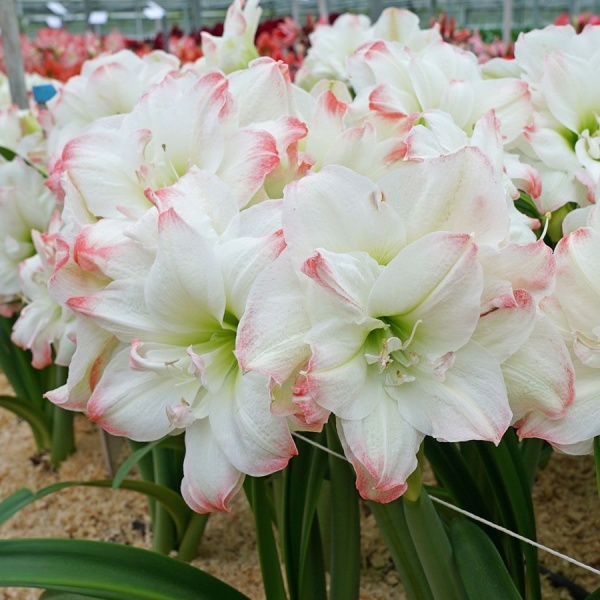  梨花花院 黛丝/糖果黛丝 朱顶红种球 