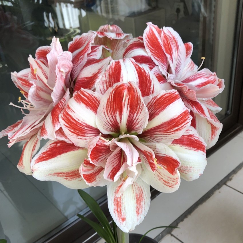 梨花花院 明亮尼夫 荷兰朱顶红种球 裸球 