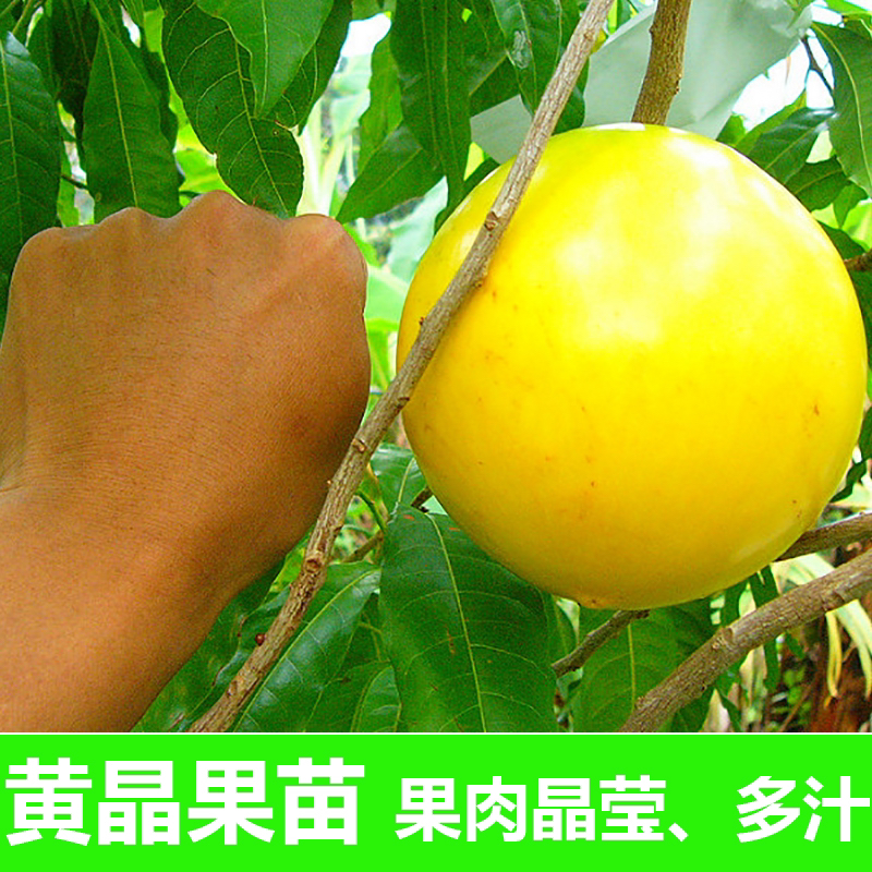 6号黄晶果树苗原杯嫁接苗阳台盆栽庭院别墅种植金大王黄晶大果苗