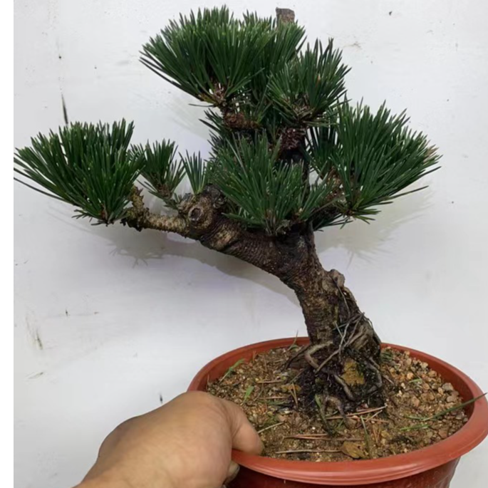 精品盆景，三河黑松，山采文人黑松，金性系鱼川针柏，济州柏。瑞宝