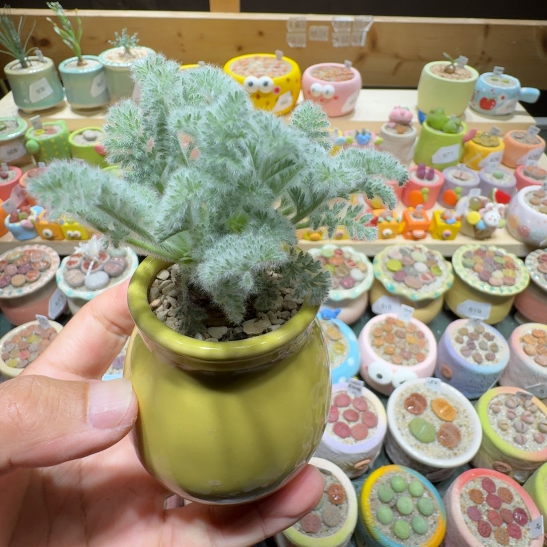 红陶蘑菇684雨叶