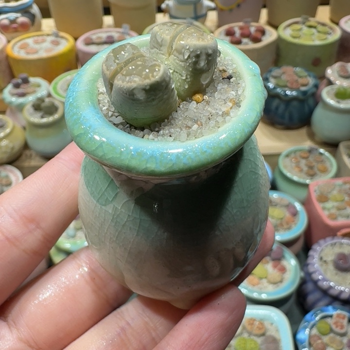 红陶20CM（含）-50CM（不含）蘑菇-080